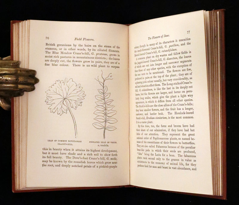 1870 Scarce First Edition - FIELD FLOWERS, A handy-book for the rambling by the famous botanist James Shirley Hibberd.