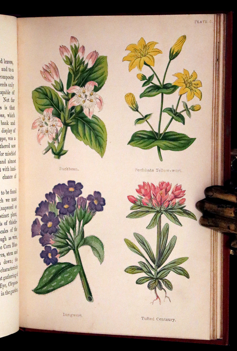 1870 Scarce First Edition - FIELD FLOWERS, A handy-book for the rambling by the famous botanist James Shirley Hibberd.