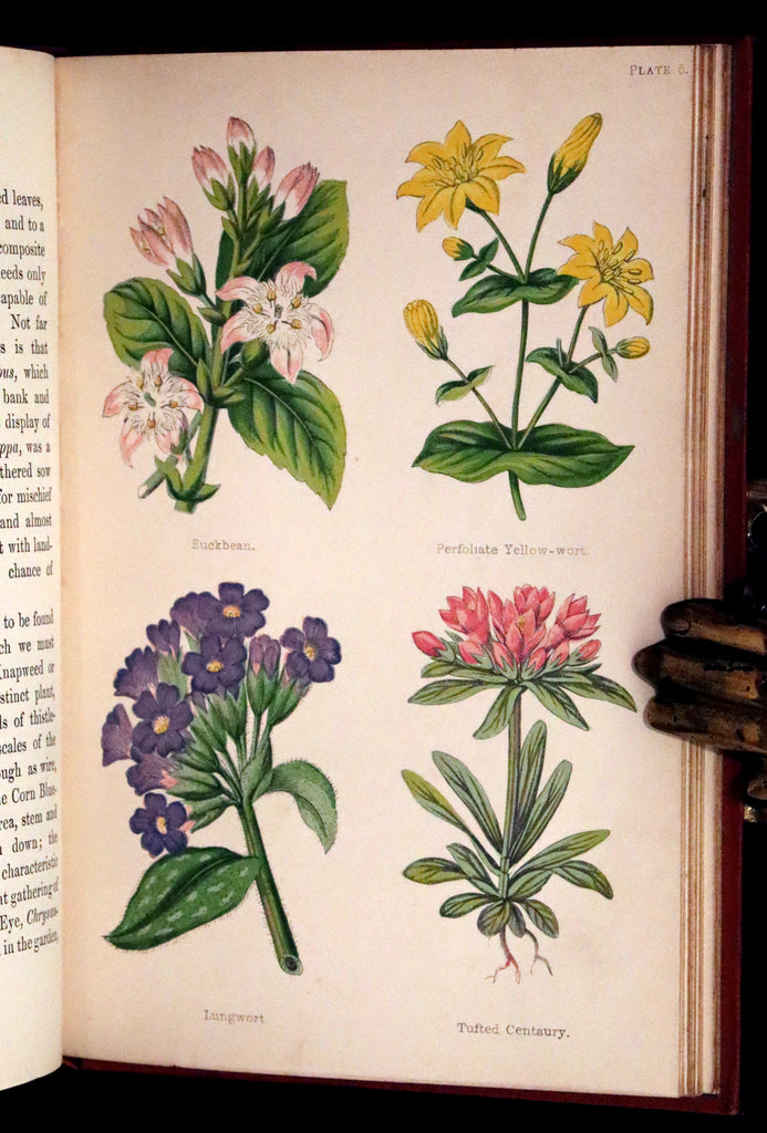1870 Scarce First Edition - FIELD FLOWERS, A handy-book for the rambli ...
