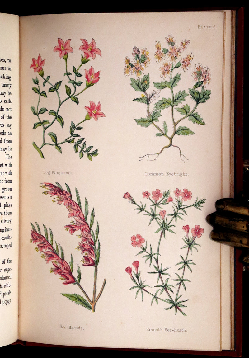 1870 Scarce First Edition - FIELD FLOWERS, A handy-book for the rambling by the famous botanist James Shirley Hibberd.