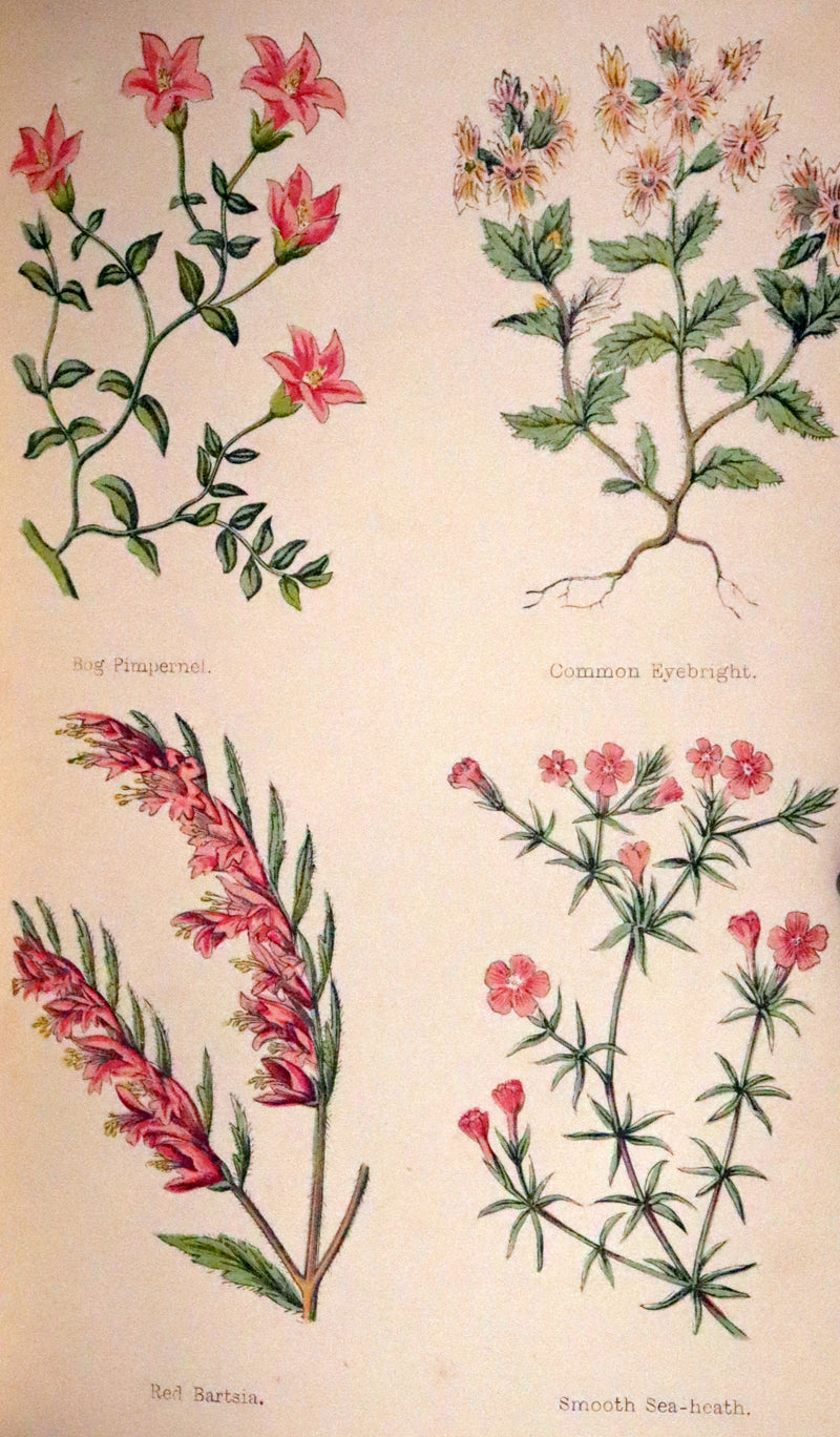 1870 Scarce First Edition - FIELD FLOWERS, A handy-book for the rambling by the famous botanist James Shirley Hibberd.