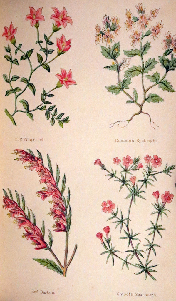 1870 Scarce First Edition - FIELD FLOWERS, A handy-book for the rambli ...