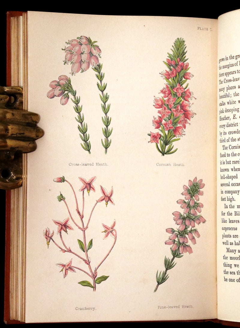 1870 Scarce First Edition - FIELD FLOWERS, A handy-book for the rambling by the famous botanist James Shirley Hibberd.