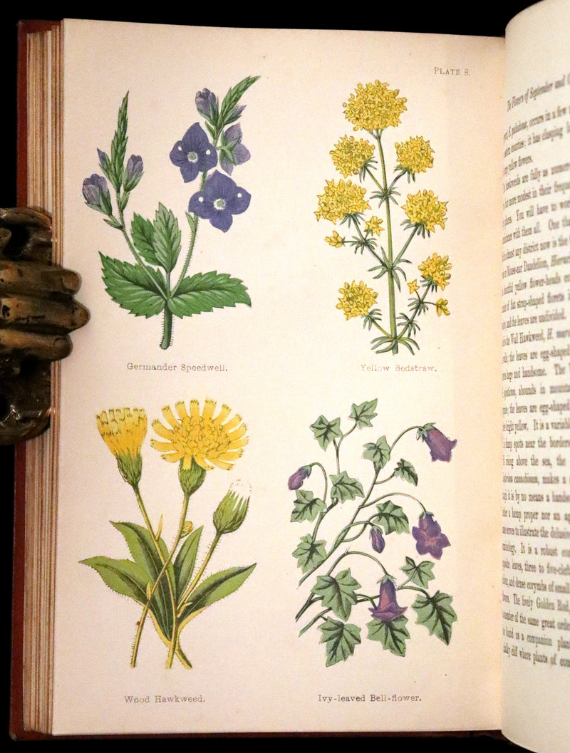 1870 Scarce First Edition - FIELD FLOWERS, A handy-book for the rambling by the famous botanist James Shirley Hibberd.