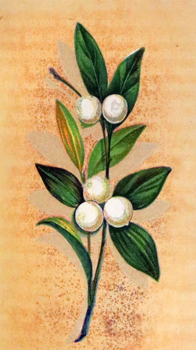 1875 Rare small Floriography Book ~ The Language and Sentiment of Flowers by Laura Valentine.