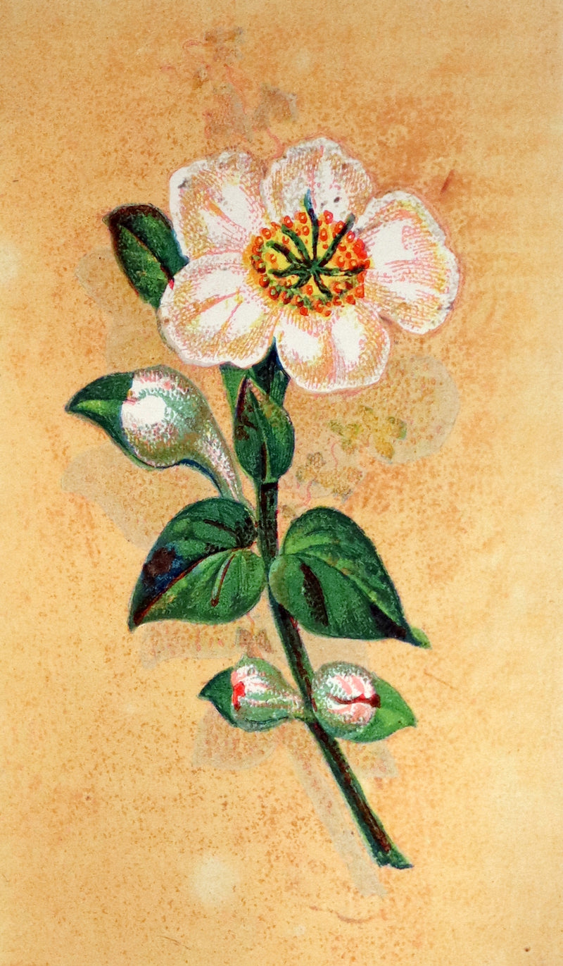 1875 Rare small Floriography Book ~ The Language and Sentiment of Flowers by Laura Valentine.