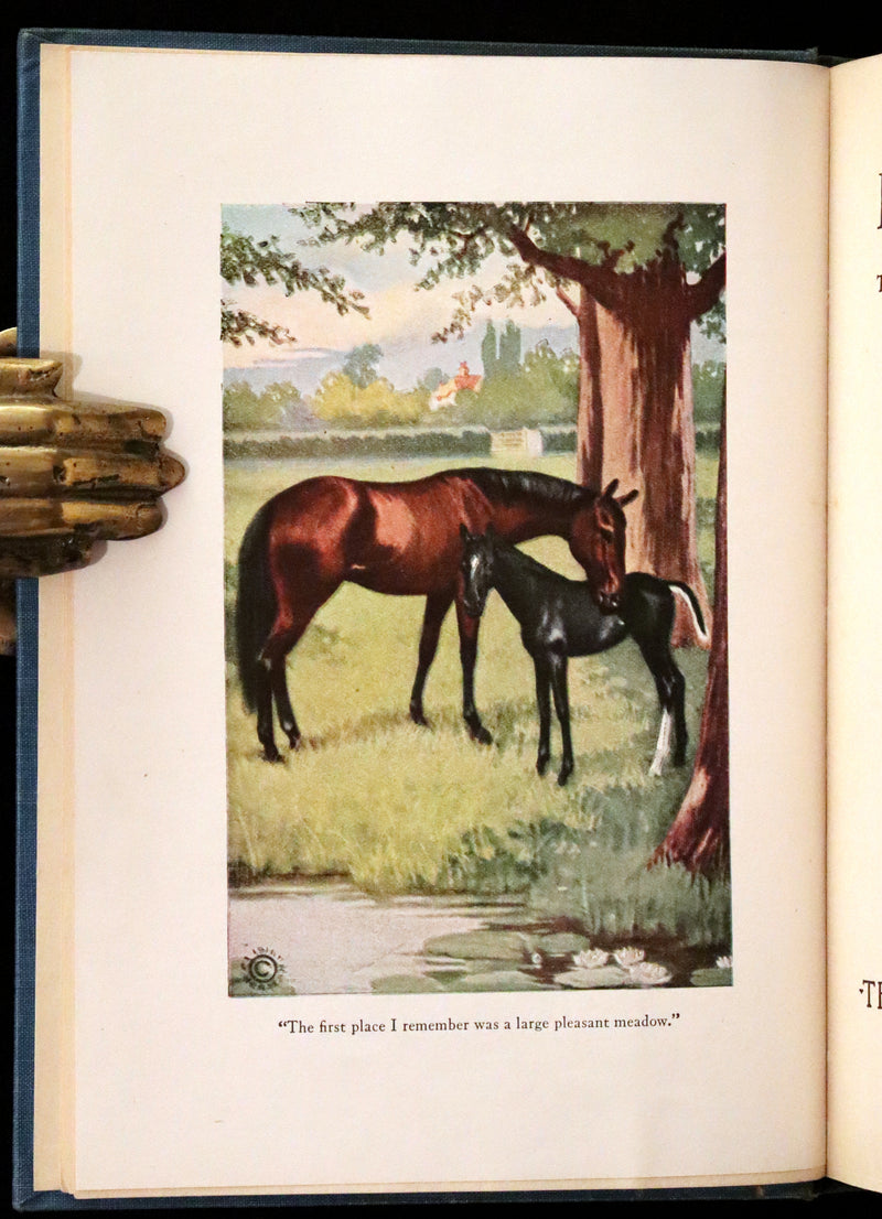 1911 Scarce First Edition illustrated by Herman - Black Beauty by Anna Sewell.