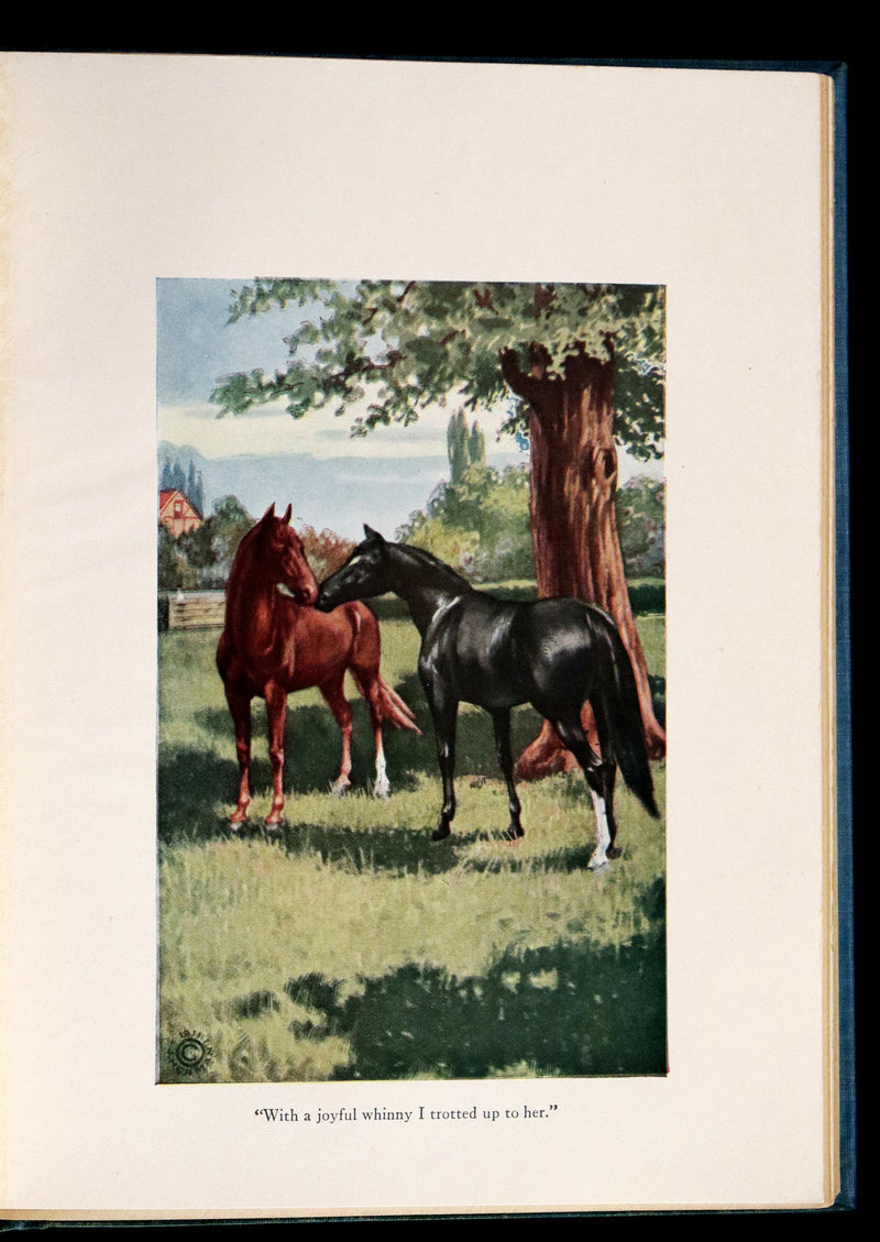1911 Scarce First Edition illustrated by Herman - Black Beauty by Anna Sewell.