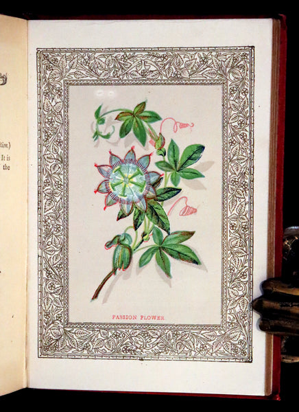 1870 Scarce Floriography Book ~ The Language of Flowers Including Floral Poetry Illustrated.