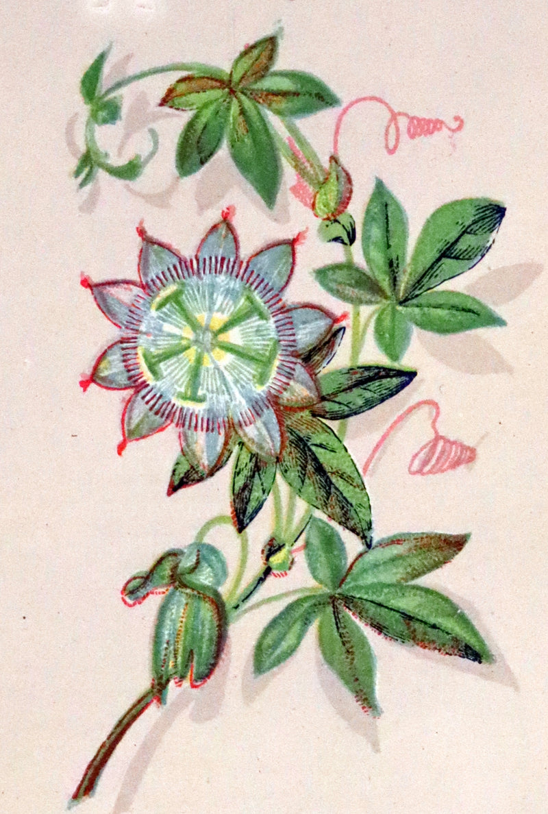 1870 Scarce Floriography Book ~ The Language of Flowers Including Floral Poetry Illustrated.