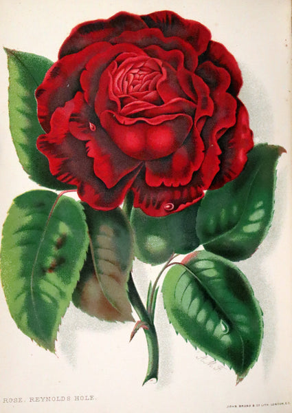 1880 Rare Victorian Gardening Book - A Book about ROSES, How to grow and show them.