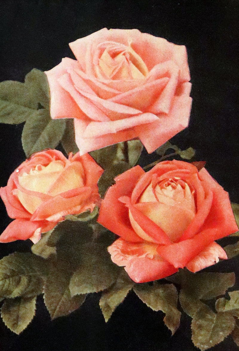 1913 Scarce First Edition - THE ROSE BOOK, A Complete Guide for Amateur Rose Growers by H.H. Thomas.