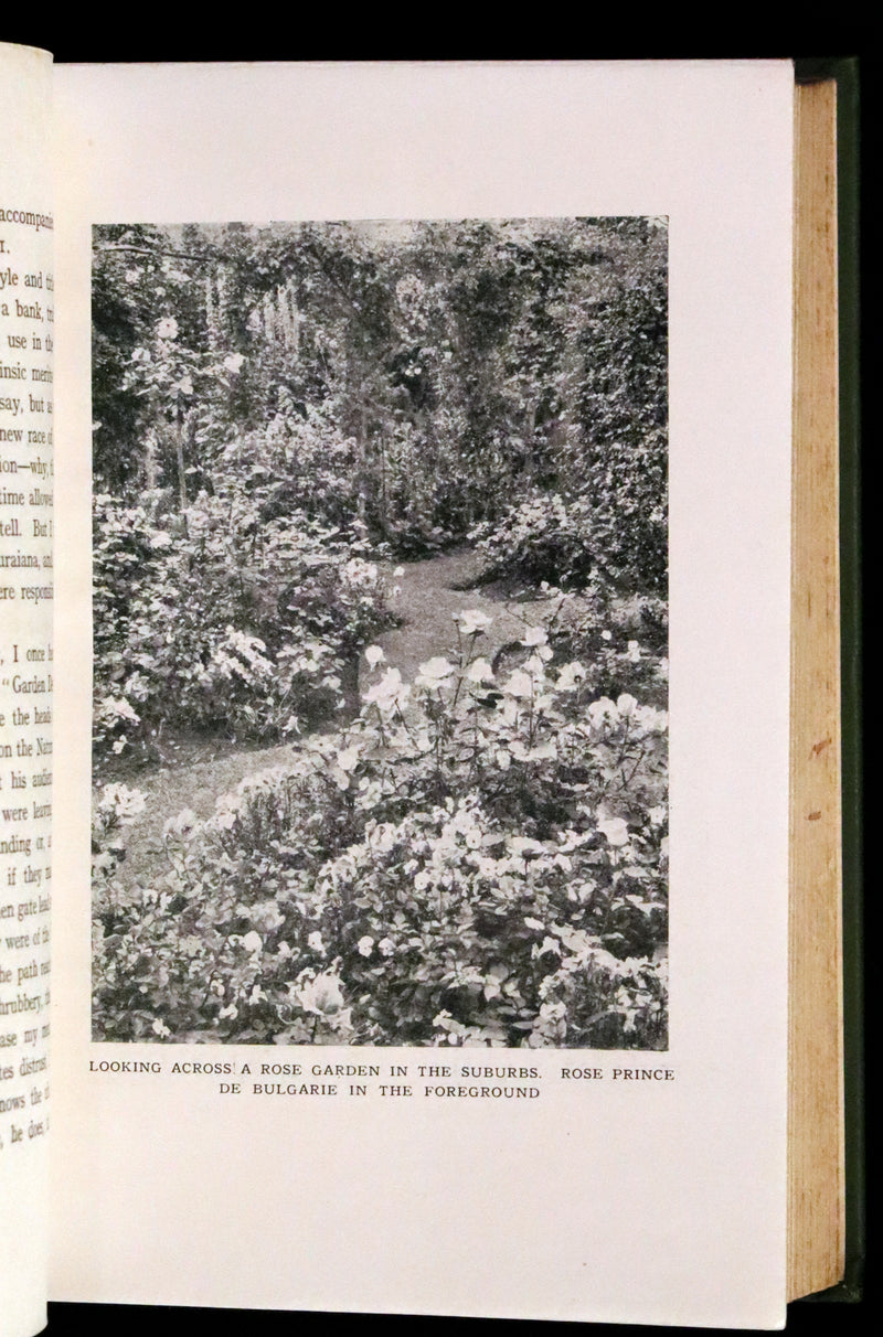 1913 Scarce First Edition - THE ROSE BOOK, A Complete Guide for Amateur Rose Growers by H.H. Thomas.