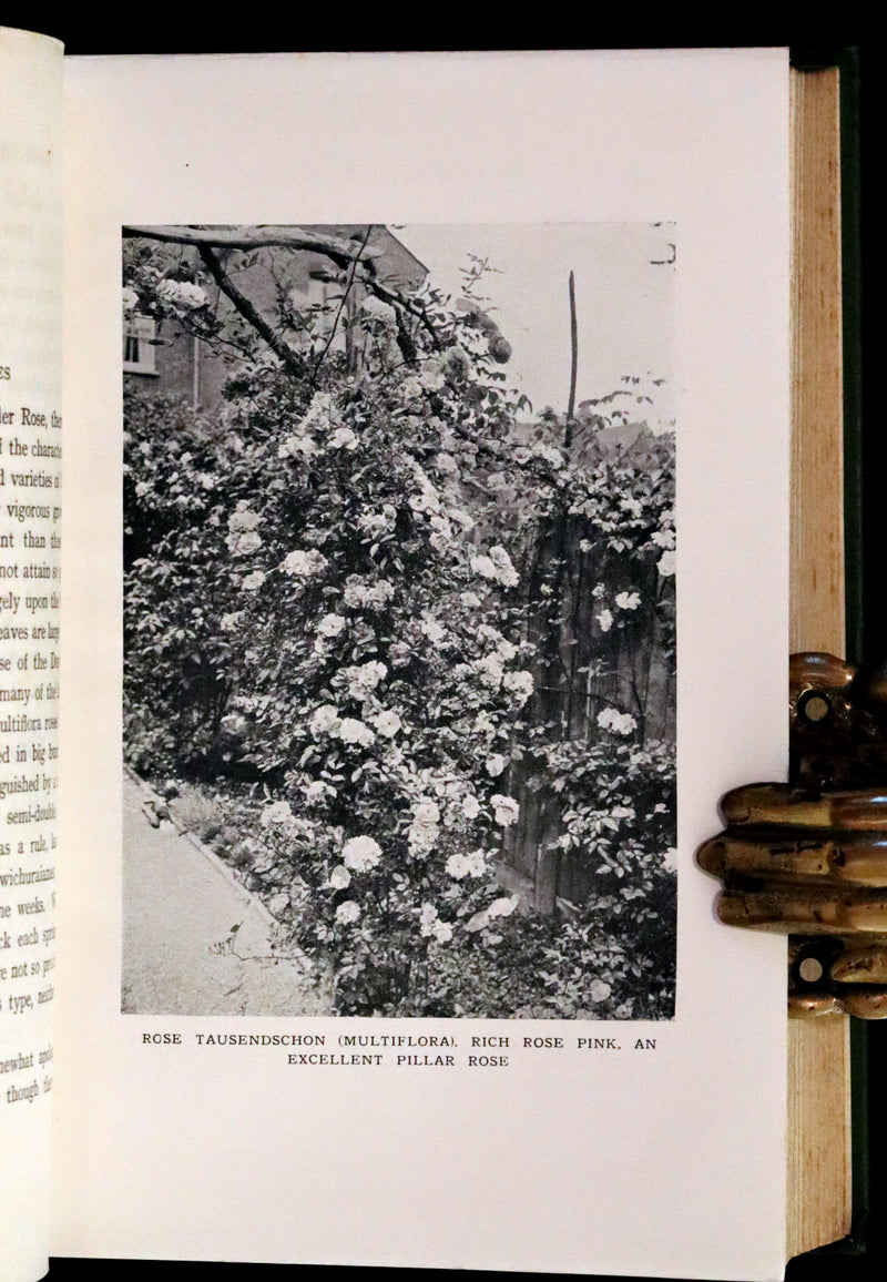 1913 Scarce First Edition - THE ROSE BOOK, A Complete Guide for Amateur Rose Growers by H.H. Thomas.