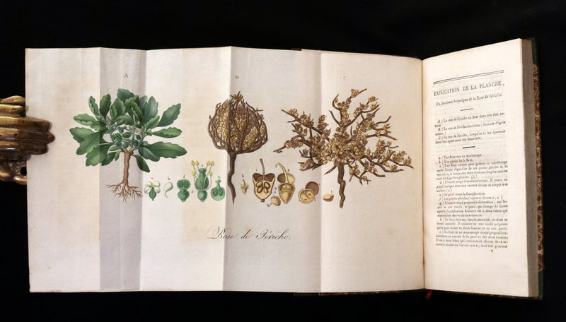 1876 Scarce French First Edition on Resurrection Plant - Rose of Jericho by David Hess.