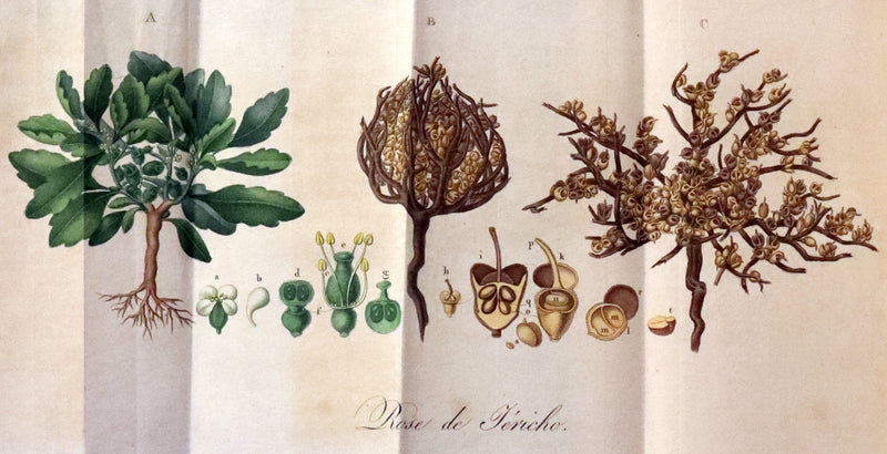 1876 Scarce French First Edition on Resurrection Plant - Rose of Jericho by David Hess.