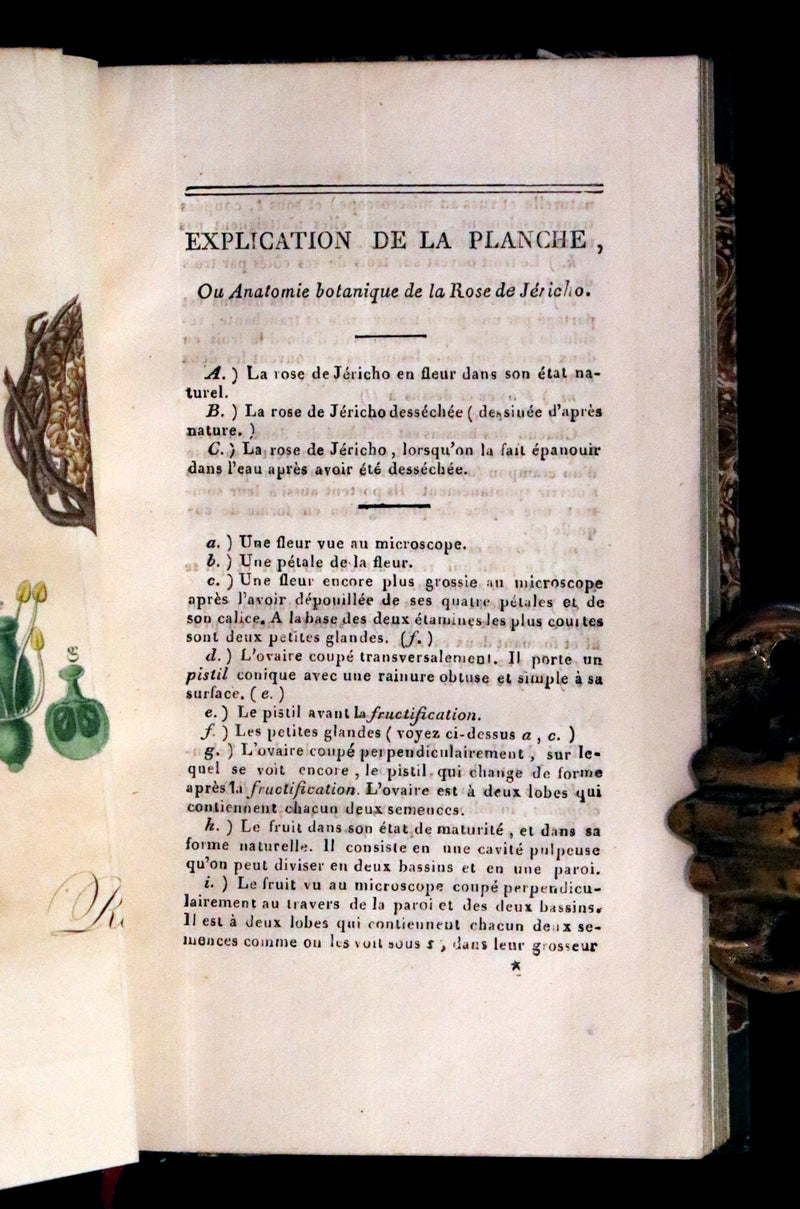 1876 Scarce French First Edition on Resurrection Plant - Rose of Jericho by David Hess.