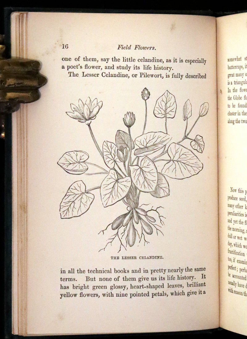 1880 Rare Victorian Book - FIELD FLOWERS, A handy-book for the rambling by the famous botanist James Shirley Hibberd.