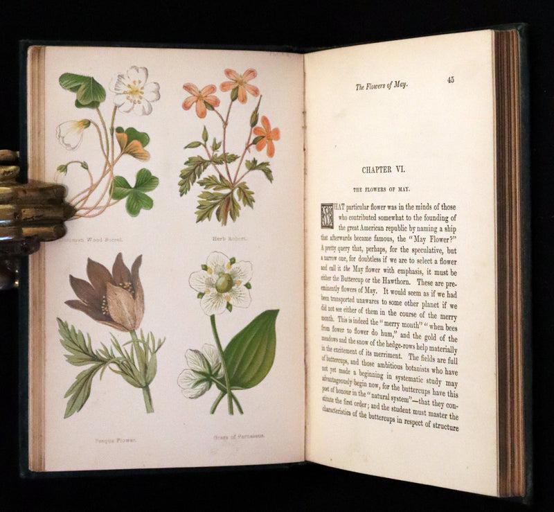 1880 Rare Victorian Book - FIELD FLOWERS, A handy-book for the rambling by the famous botanist James Shirley Hibberd.