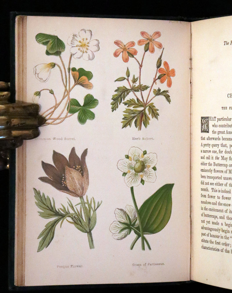 1880 Rare Victorian Book - FIELD FLOWERS, A handy-book for the rambling by the famous botanist James Shirley Hibberd.