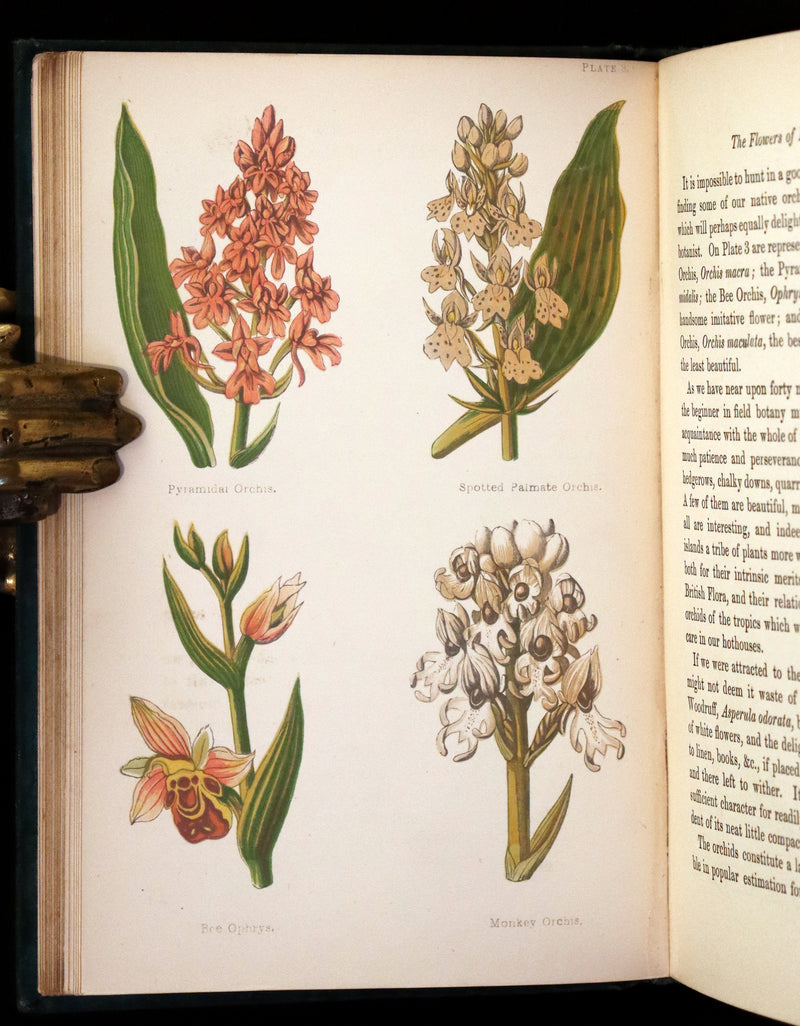 1880 Rare Victorian Book - FIELD FLOWERS, A handy-book for the rambling by the famous botanist James Shirley Hibberd.
