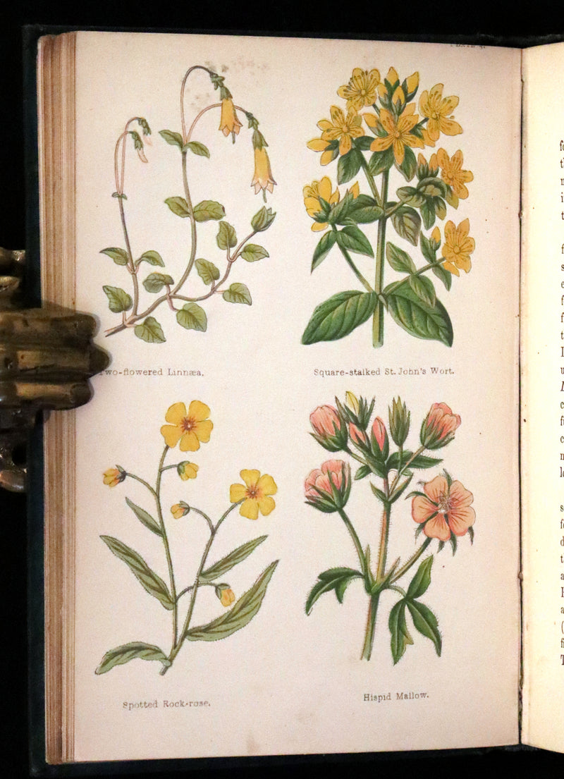 1880 Rare Victorian Book - FIELD FLOWERS, A handy-book for the rambling by the famous botanist James Shirley Hibberd.