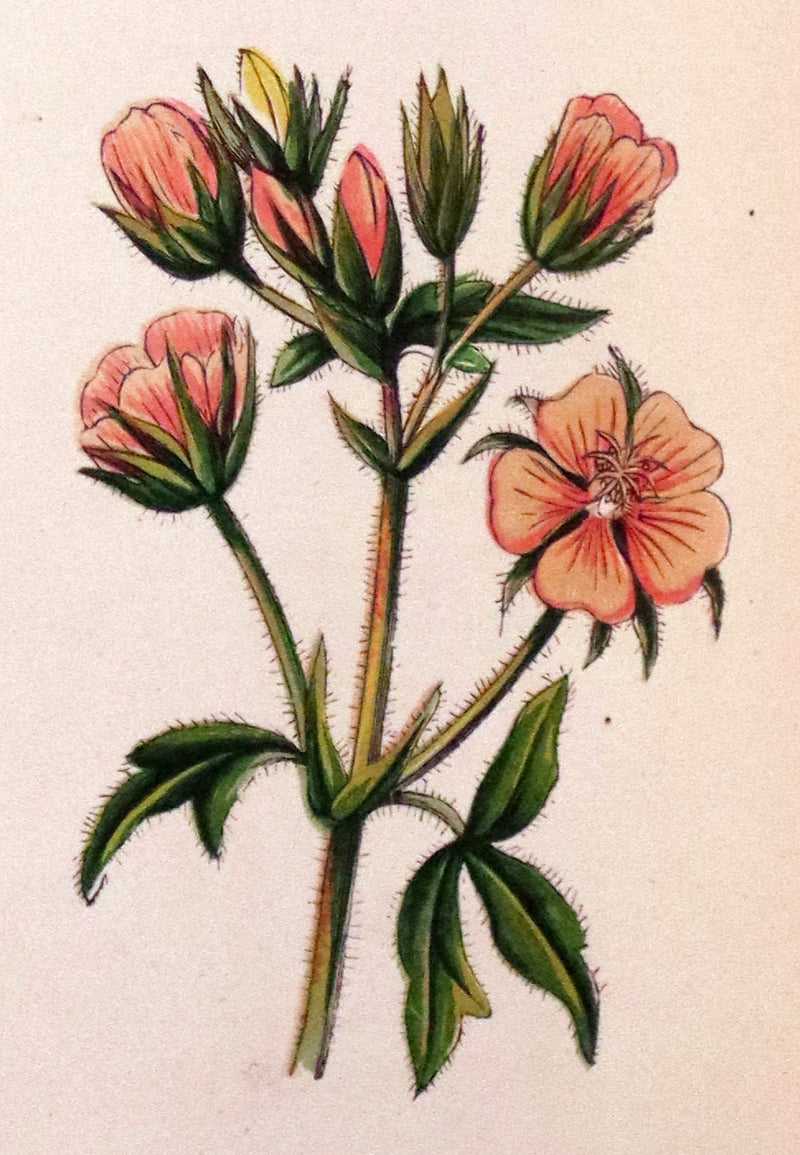 1880 Rare Victorian Book - FIELD FLOWERS, A handy-book for the rambling by the famous botanist James Shirley Hibberd.