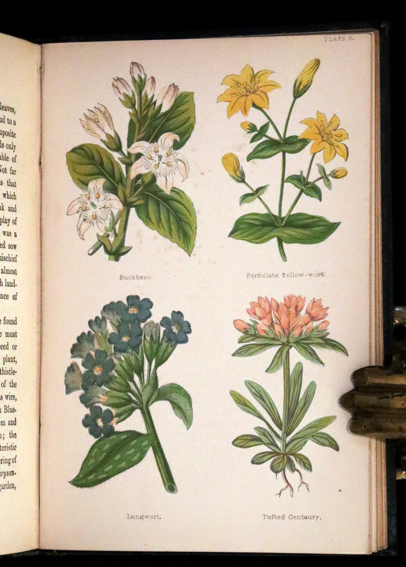 1880 Rare Victorian Book - FIELD FLOWERS, A handy-book for the rambling by the famous botanist James Shirley Hibberd.
