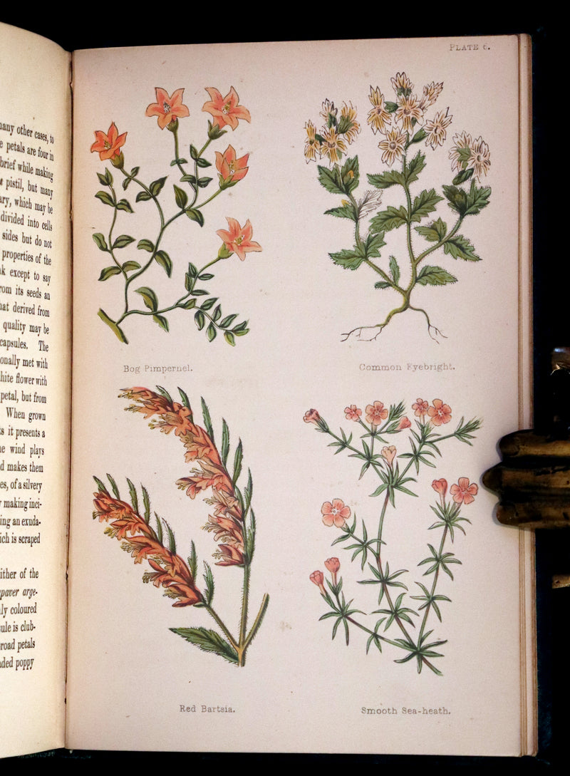 1880 Rare Victorian Book - FIELD FLOWERS, A handy-book for the rambling by the famous botanist James Shirley Hibberd.