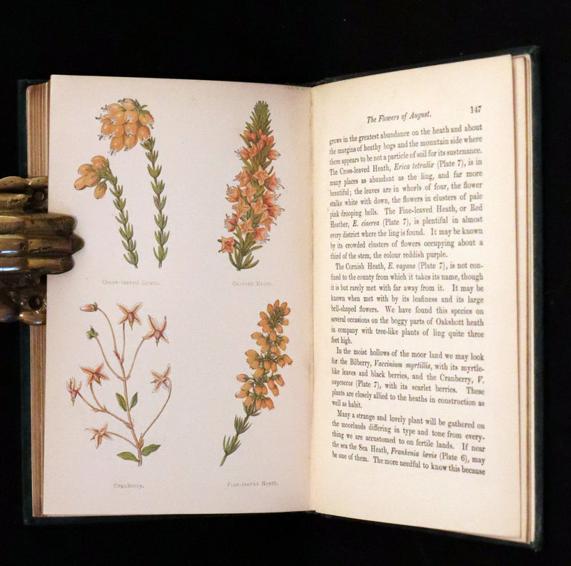 1880 Rare Victorian Book - FIELD FLOWERS, A handy-book for the rambling by the famous botanist James Shirley Hibberd.