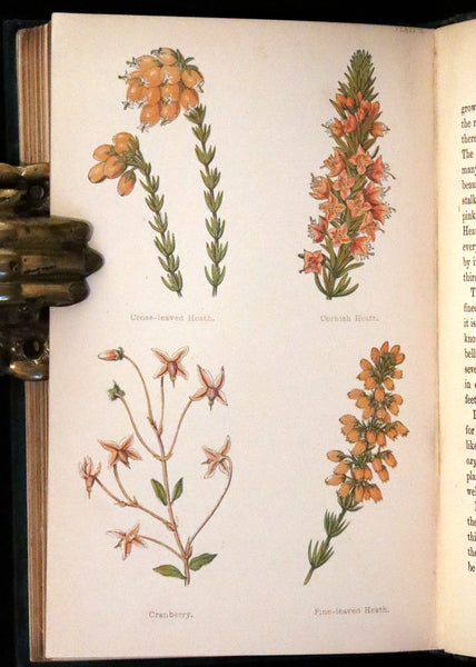 1880 Rare Victorian Book - FIELD FLOWERS, A handy-book for the rambling by the famous botanist James Shirley Hibberd.