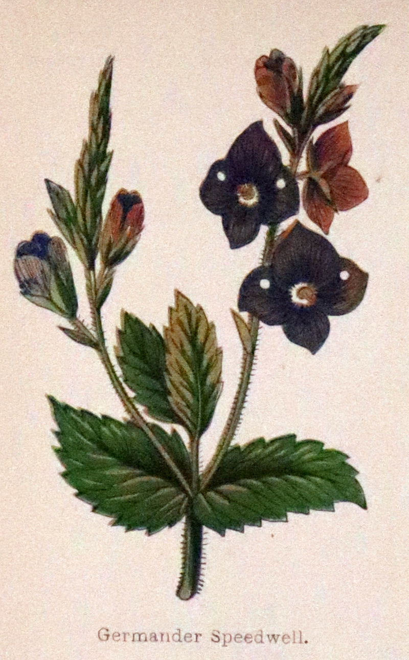 1880 Rare Victorian Book - FIELD FLOWERS, A handy-book for the rambling by the famous botanist James Shirley Hibberd.