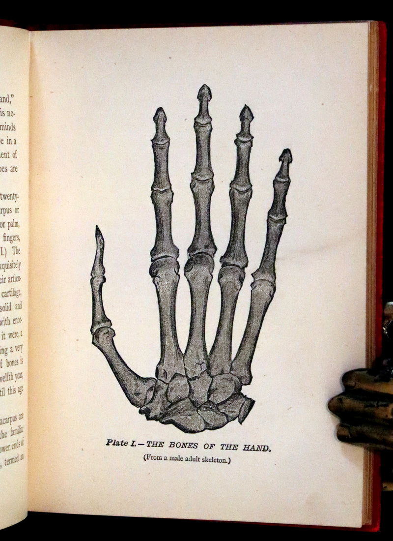 1893 Rare Chiromancy Book - Practical Cheirosophy, the Science of the Hand.