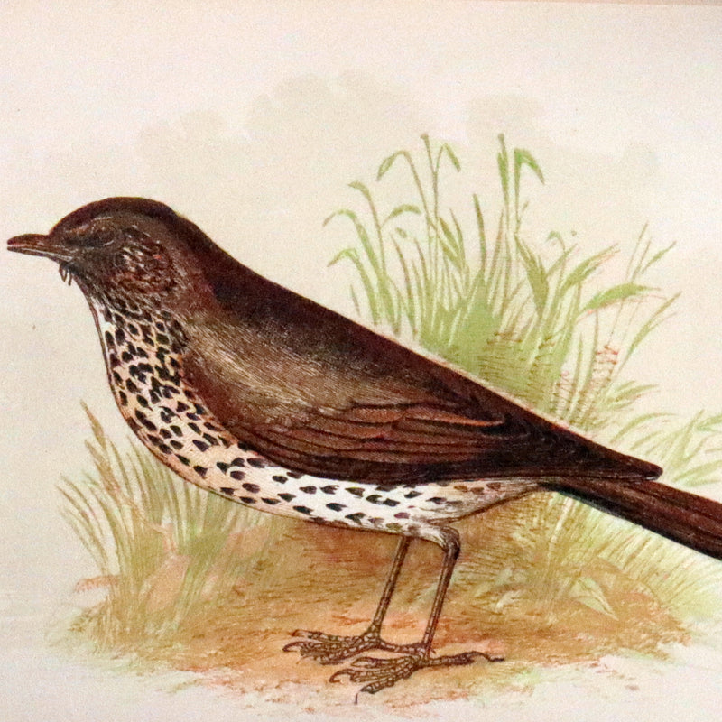 1857 Scarce Ornithology Book ~ Our Native Songsters with 72 colored plates by Anne Pratt.