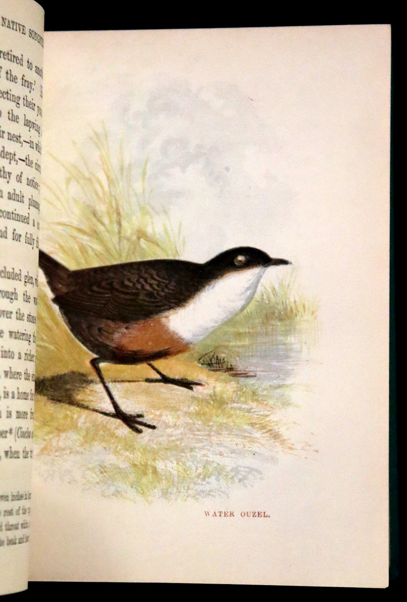 1857 Scarce Ornithology Book ~ Our Native Songsters with 72 colored plates by Anne Pratt.