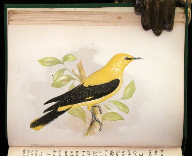 1857 Scarce Ornithology Book ~ Our Native Songsters with 72 colored plates by Anne Pratt.
