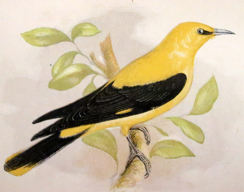 1857 Scarce Ornithology Book ~ Our Native Songsters with 72 colored plates by Anne Pratt.