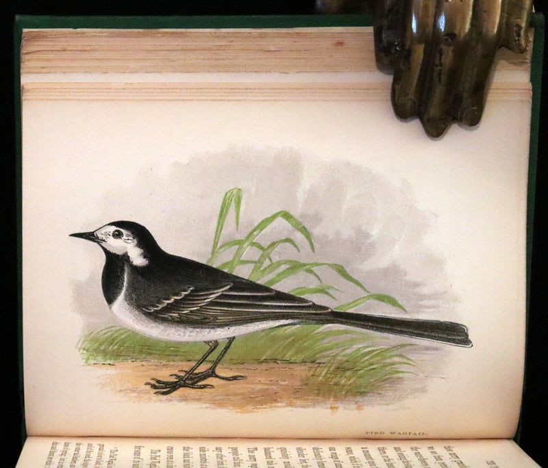1857 Scarce Ornithology Book ~ Our Native Songsters with 72 colored plates by Anne Pratt.