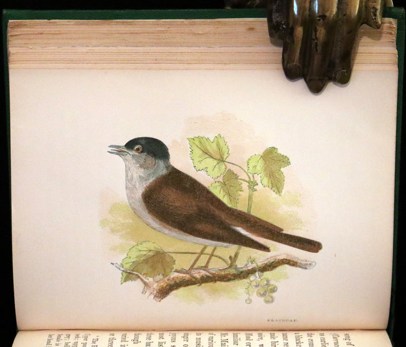 1857 Scarce Ornithology Book ~ Our Native Songsters with 72 colored plates by Anne Pratt.
