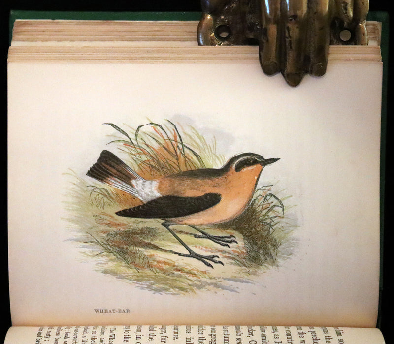 1857 Scarce Ornithology Book ~ Our Native Songsters with 72 colored plates by Anne Pratt.
