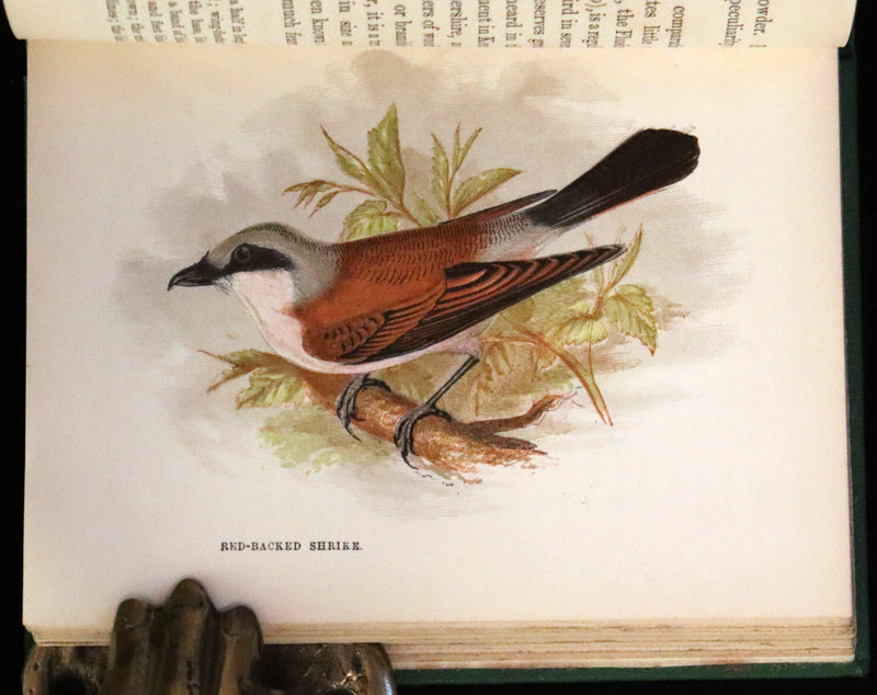 1857 Scarce Ornithology Book ~ Our Native Songsters with 72 colored plates by Anne Pratt.