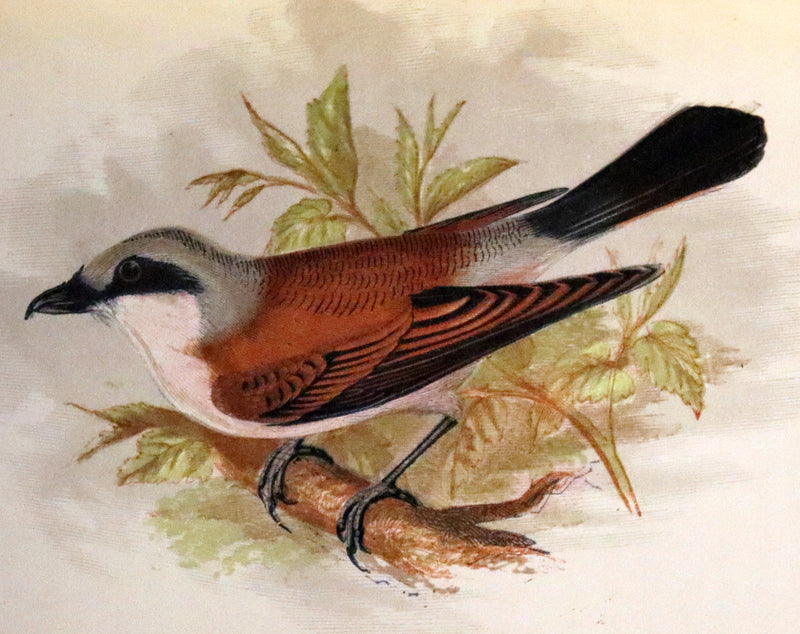 1857 Scarce Ornithology Book ~ Our Native Songsters with 72 colored plates by Anne Pratt.