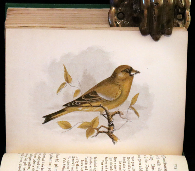 1857 Scarce Ornithology Book ~ Our Native Songsters with 72 colored plates by Anne Pratt.