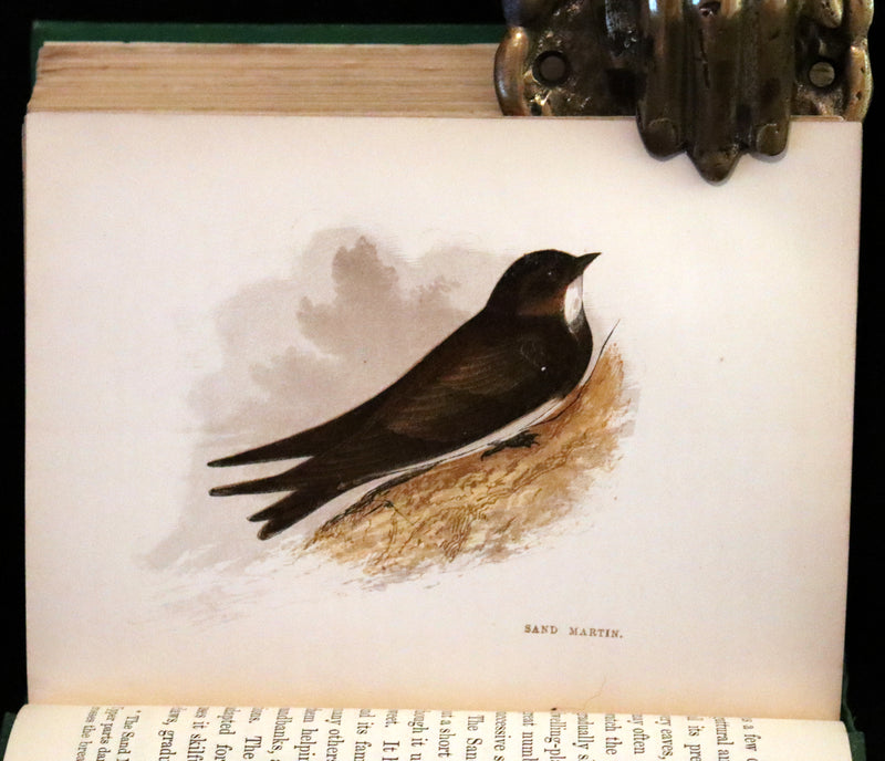 1857 Scarce Ornithology Book ~ Our Native Songsters with 72 colored plates by Anne Pratt.
