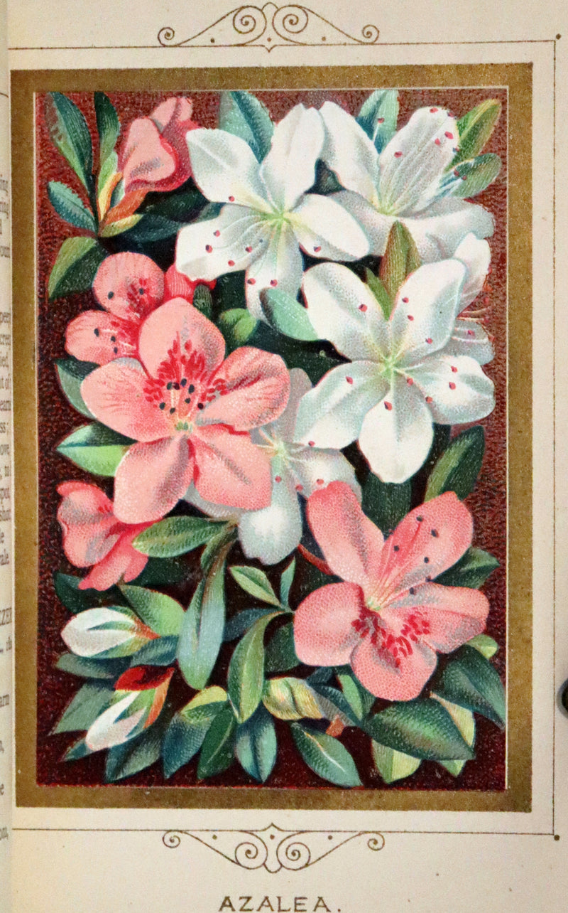 1877 Scarce Floriography Book ~ The Language and Poetry of Flowers, Illustrated.