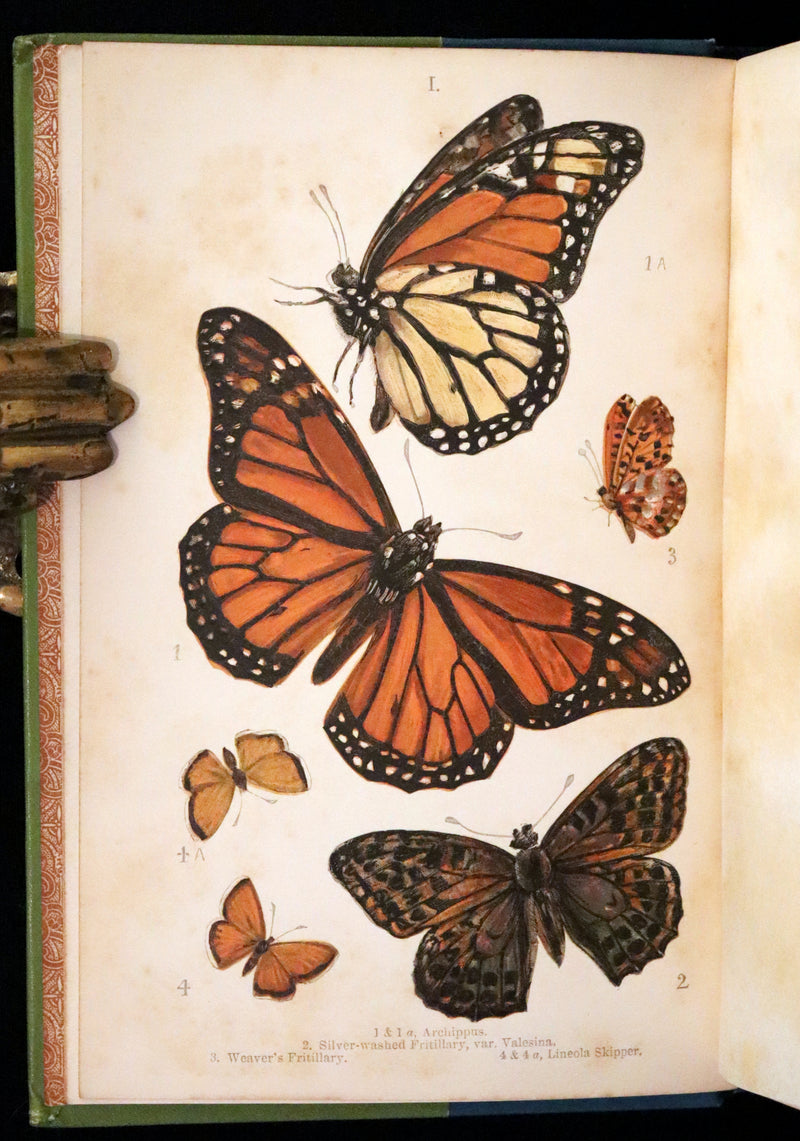 1897 Rare Victorian Book - British Butterflies, Figures and Descriptions of Every Native Species by W. S. Coleman.