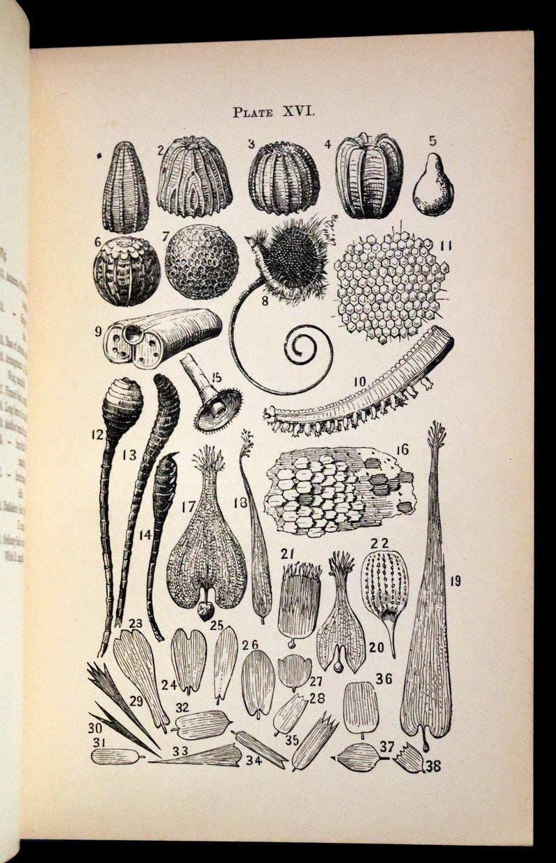 1897 Rare Victorian Book - British Butterflies, Figures and Descriptions of Every Native Species by W. S. Coleman.