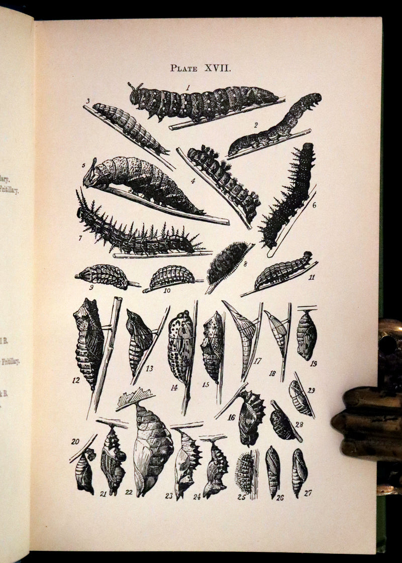 1897 Rare Victorian Book - British Butterflies, Figures and Descriptions of Every Native Species by W. S. Coleman.