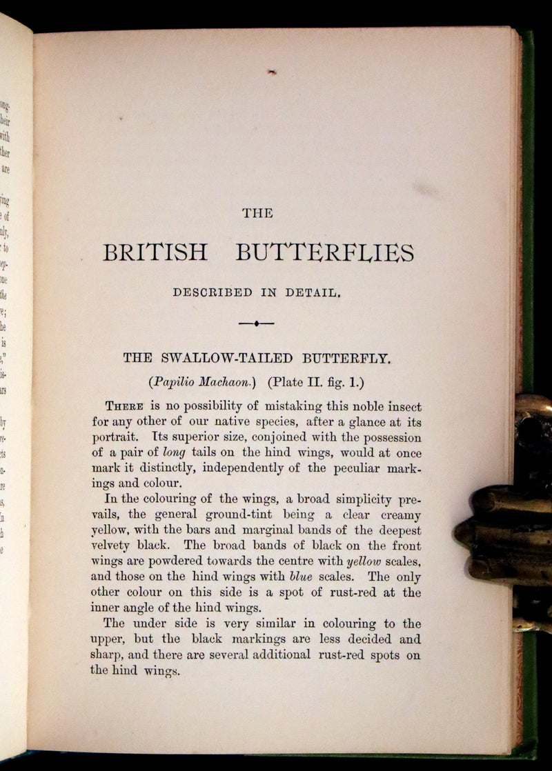 1897 Rare Victorian Book - British Butterflies, Figures and Descriptions of Every Native Species by W. S. Coleman.