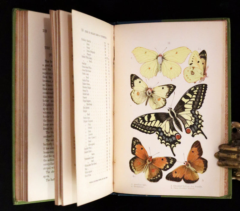 1897 Rare Victorian Book - British Butterflies, Figures and Descriptions of Every Native Species by W. S. Coleman.